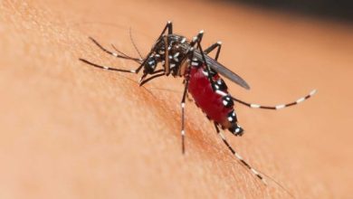 Foto de Río de Janeiro declara "el estado de emergencia" ante los disparados casos de dengue