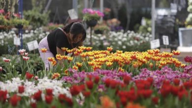 Foto de Pueblo mexicano cultiva tulipanes para San Valentín