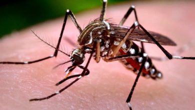 Foto de São Paulo declara el estado de emergencia por el dengue