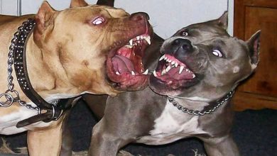 Foto de Muere un bebé de 15 meses atacado por dos pitbulls en Italia