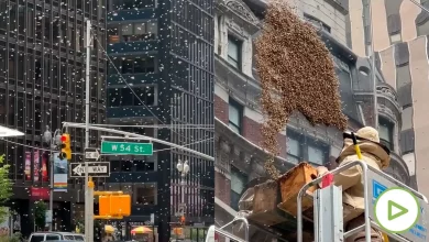 Foto de Nueva York va a proteger sus abejas con hoteles y búnkeres