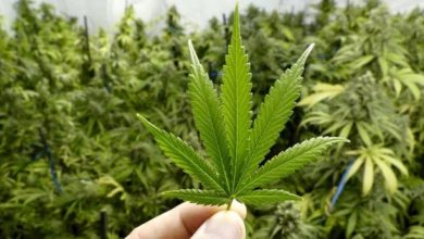 Foto de EEUU clasificará la marihuana como una droga de bajo riesgo