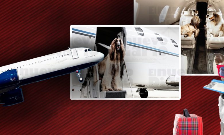 Foto de Lanzan aerolínea de lujo que ofrece vuelos para perros y sus dueños desde 6,000 mil a 8,000 dólares – El Nuevo Diario (República Dominicana)