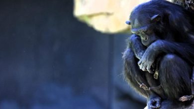 Foto de Chimpancé que no quiere separarse de cría muerta