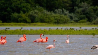 Foto de Varios flamencos mueren tras chocar con avión de pasajeros