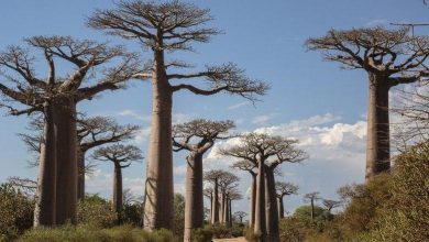 Foto de Científicos resuelven misterio de los antiquísimos baobabs