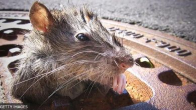 Foto de Nueva York convoca una “cumbre nacional sobre ratas urbanas”