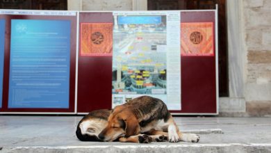 Foto de Sacrificarán millones de perros si no encuentra le dueño