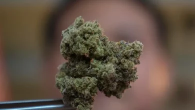 Foto de Caída del mercado de la marihuana legal genera incertidumbre