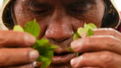 Foto de Coca Beer, una cerveza hecha de hoja de coca