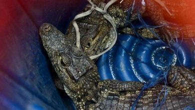 Foto de Cocodrilos y aire acondicionado: policía Guatemala encontró
