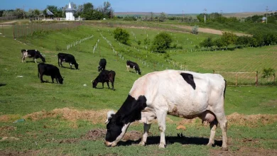 Foto de Dinamarca implementará un impuesto sobre los animales por sus emisiones de flatulencias