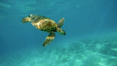 Foto de Países de América llaman a la acción y colaboración para proteger a las tortugas marinas