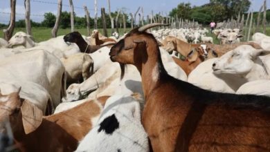 Foto de El Gobierno pone control a entrada de animales de Haití