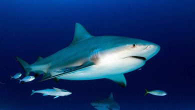 Foto de Tiburones obligan a cerrar playas en Nueva York