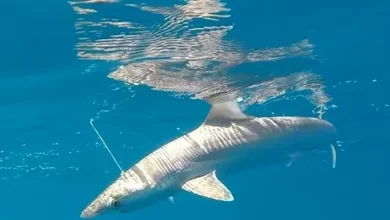 Foto de Detectan tiburones intoxicados con cocaína en Brasil