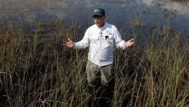 Foto de Everglades de Florida, el proyecto de restauración ambiental