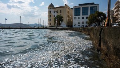 Foto de Las inundaciones de hace un año causan la muerte de decenas de miles de peces en Grecia