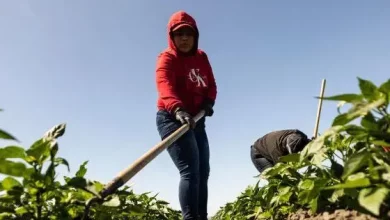 Foto de los migrantes que mueren debido a las condiciones de trabajo extremas en EE.UU.