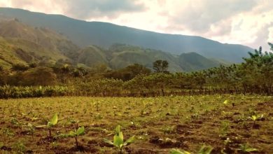 Foto de Los países deben aumentar “drásticamente” su adaptación al cambio climático