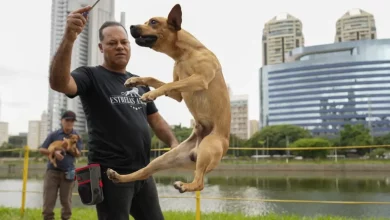 Foto de Un perro "viralata" color caramelo es el nuevo ícono de Brasil