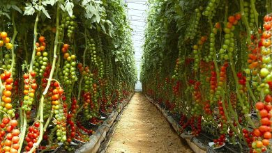 Foto de RD logra récord en producción de vegetales en invernaderos – ACN (República Dominicana)