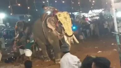 Foto de Al menos 23 heridos por el ataque de un elefante en la India