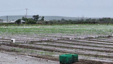 Foto de Agricultura ofrece informe preliminar en zonas productivas del Sur – ACN (República Dominicana)