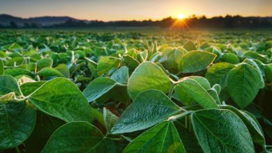 Foto de la aliada estratégica para el crecimiento de la avicultura dominicana – ACN (República Dominicana)