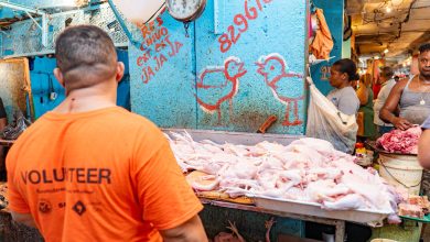 Foto de Producción nacional de pollos RD cubre la demanda para Navidad y Año Nuevo – ACN (República Dominicana)