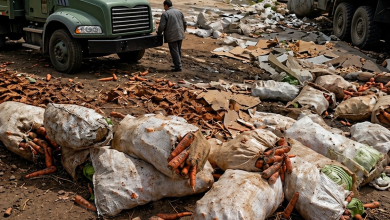 Foto de Reportan quiebra de productores de zanahoria por importaciones y colapso – ACN (República Dominicana)