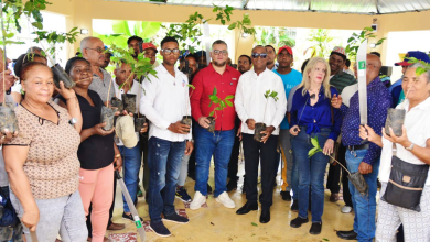 Foto de Agricultores reciben 60.000 plantones de café y equipamiento agrícola en Ajua – ACN (República Dominicana)