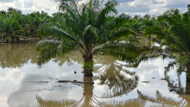 Foto de Indomet advierte de una segunda vaguada y COE alerta sobre suelos saturados