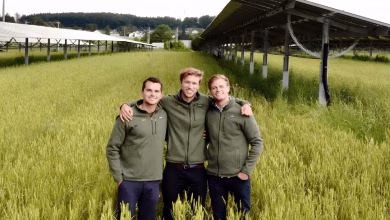 Foto de Feldwerk obtiene una línea de crédito renovable de 12 millones de euros para el despliegue de 100 MW de energía fotovoltaica agrícola