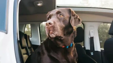 Foto de Perro activa escopeta y hiere a mujer en un brazo