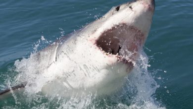 Foto de Comienza temporada de tiburones en balnearios frecuentados por dominicanos en Nueva York