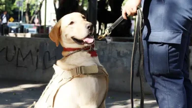 Foto de Perros detectores de RD y Centroamérica asisten a México