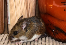 Foto de ¿Qué es el hantavirus y por qué es motivo de preocupación? – El Nuevo Diario (República Dominicana)
