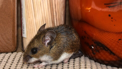 Foto de ¿Qué es el hantavirus y por qué es motivo de preocupación? – El Nuevo Diario (República Dominicana)