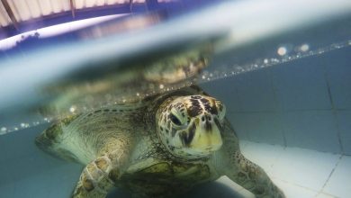 Foto de Cinco datos sorprendentes sobre las tortugas marinas que poca gente conoce