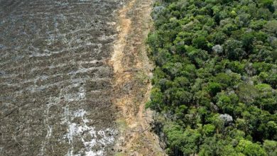 Foto de La Amazonía y el derecho al cuidado: la Corte Interamericana reconoce los saberes indígenas en 2025