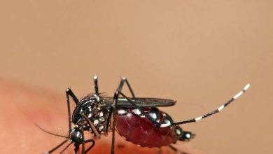 Foto de Salud asegura cero casos de dengue, malaria y cólera