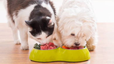 Foto de Expertos llaman a fortalecer la nutrición de las mascotas en República Dominicana