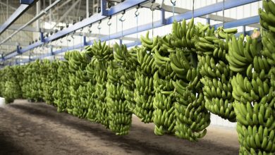 Foto de ¿Eres exportador? El gobierno presenta un esquema que busca pagar combustible y seguros