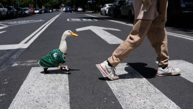 Foto de El pato callejero Marlin de la Ciudad de México se ha convertido en la mascota viral del Mundial