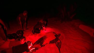Foto de Implementan plan de conservación de tortugas en Pedernales