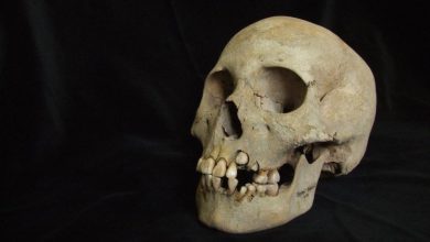 Foto de Descubrieron pruebas de la plaga hace 5.500 años, 200 años antes de lo que se creía anteriormente.
