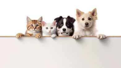 Foto de Sólo el 6% de la comida casera para mascotas cumple con los requisitos nutricionales