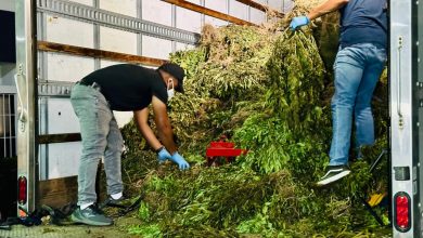 Foto de La montaña escondió el mayor cultivo de cannabis jamás detectado en RD