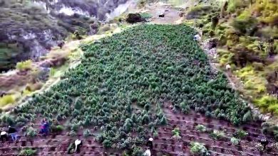 Foto de DNCD descubrió 15.392 plantas de marihuana en San José de Ochoa